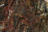 Polished Cambrian Stromatolite Fossil - Czech Republic #363062-1